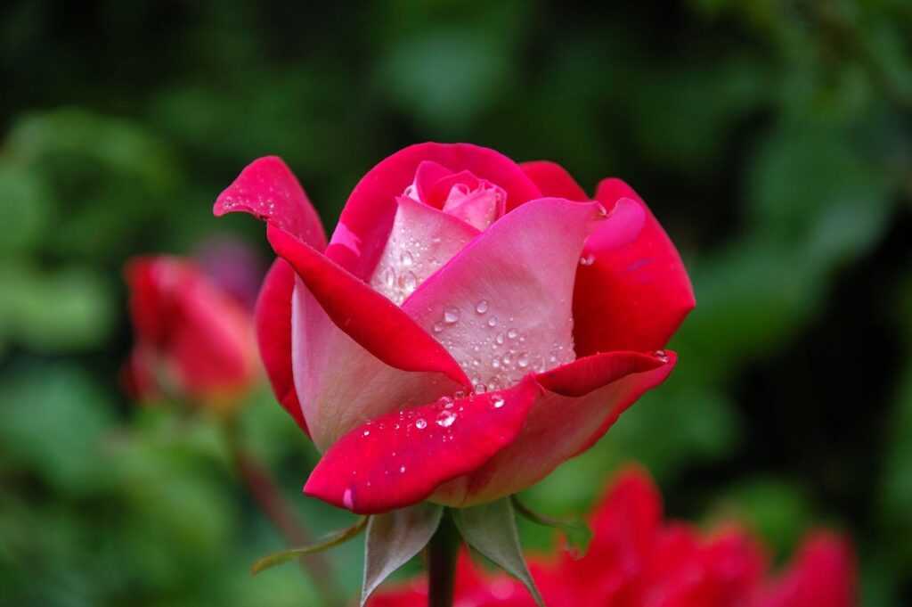 test garden-rose-red-pink-56866-56866.jpg