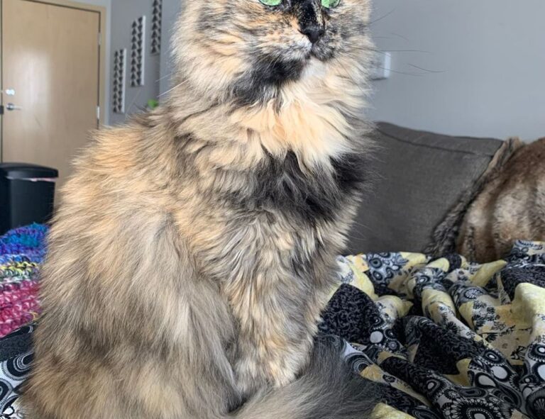 best game tutorials tportgametek