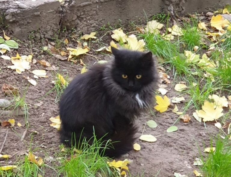 bfncreviews gaming reviews from befitnatic