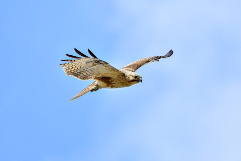 can hell2mize run on pc