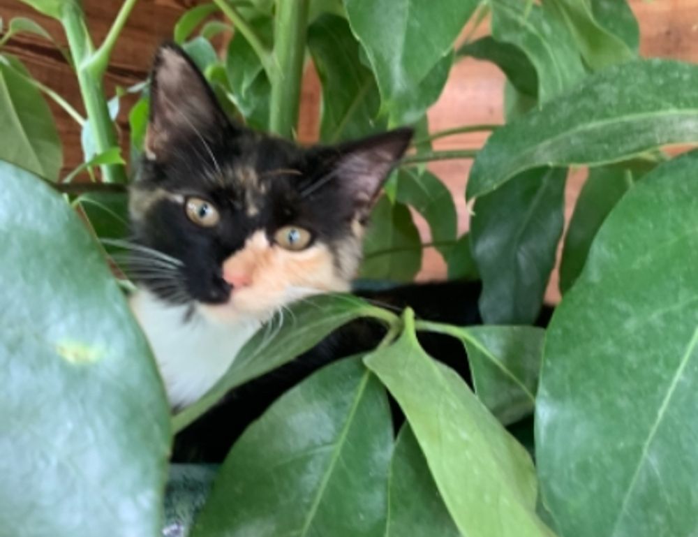 can i play online togamesticky can i play online togamesticky