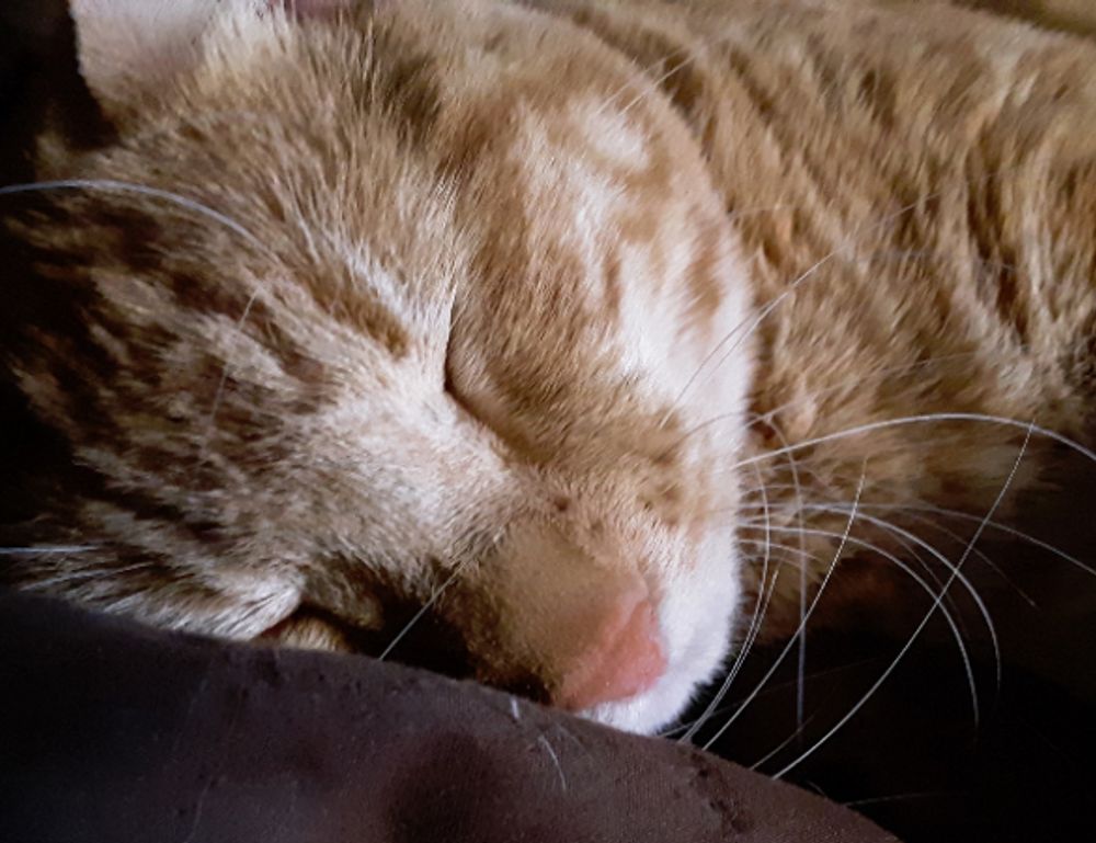 console tech tportulator