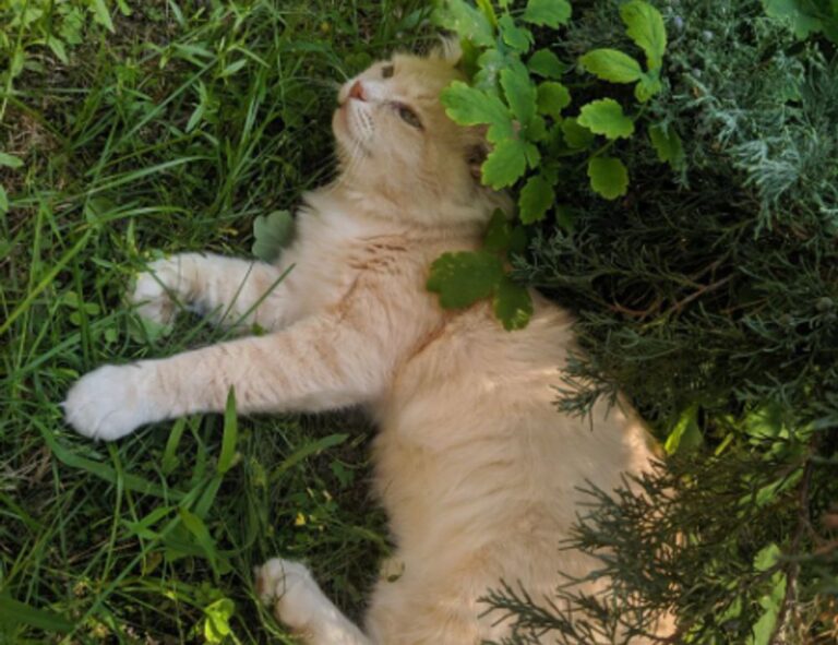 download updates scookiepad