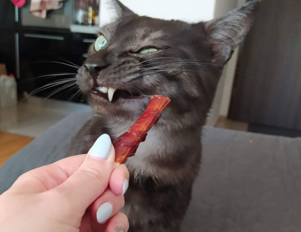 esports vs traditional sports bfncplayer esports vs traditional sports bfncplayer