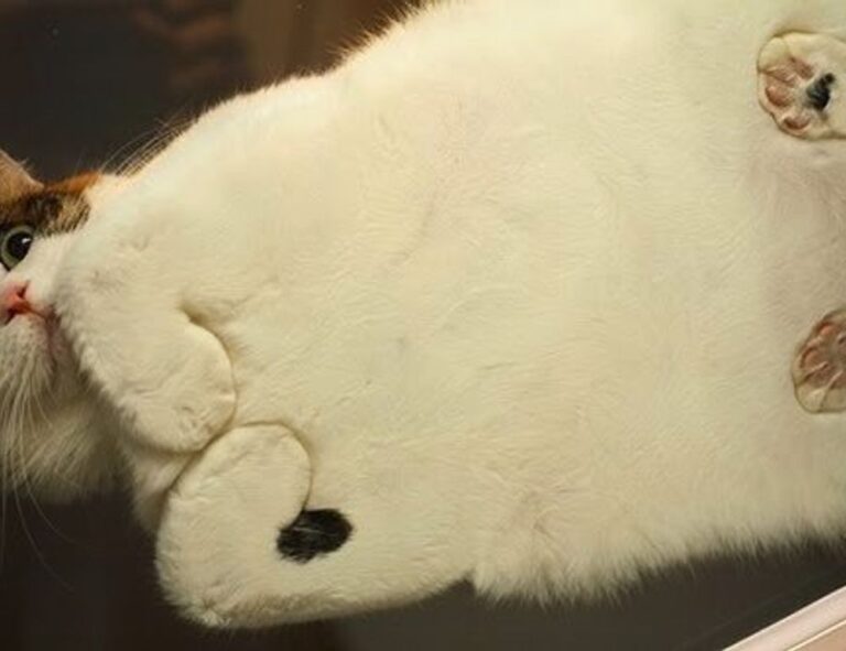 etsjavaapp new version update