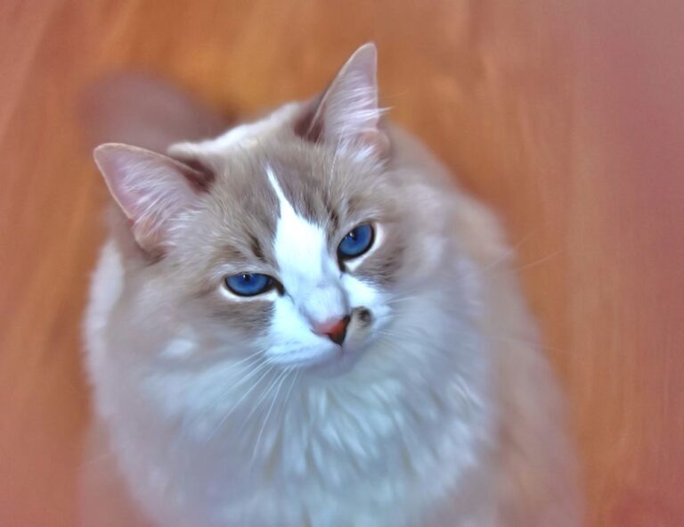 game guides bfnctutorials