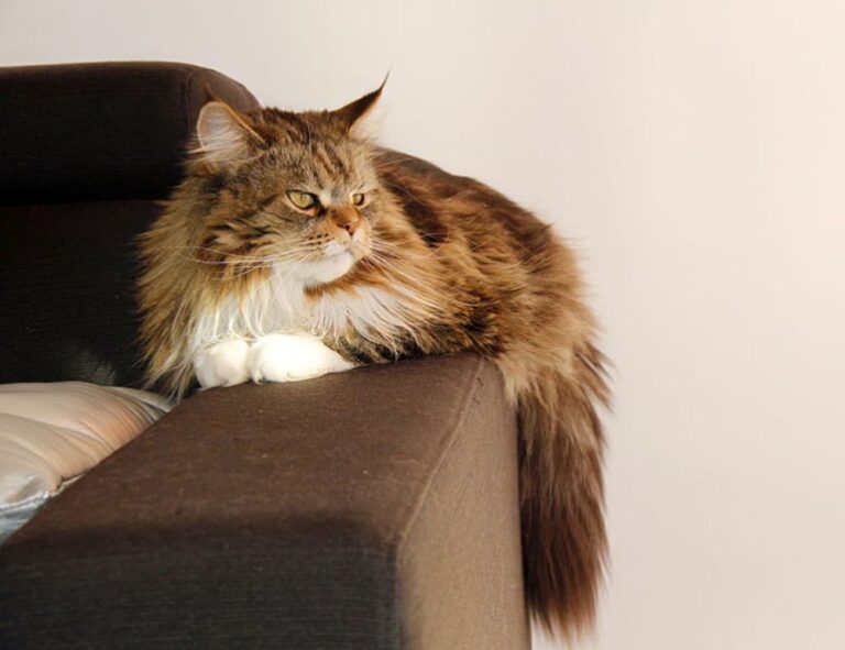 games tgarchirvetech