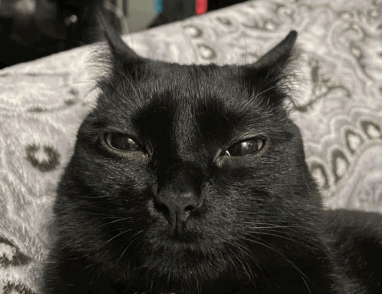 gaming gear scookiegear