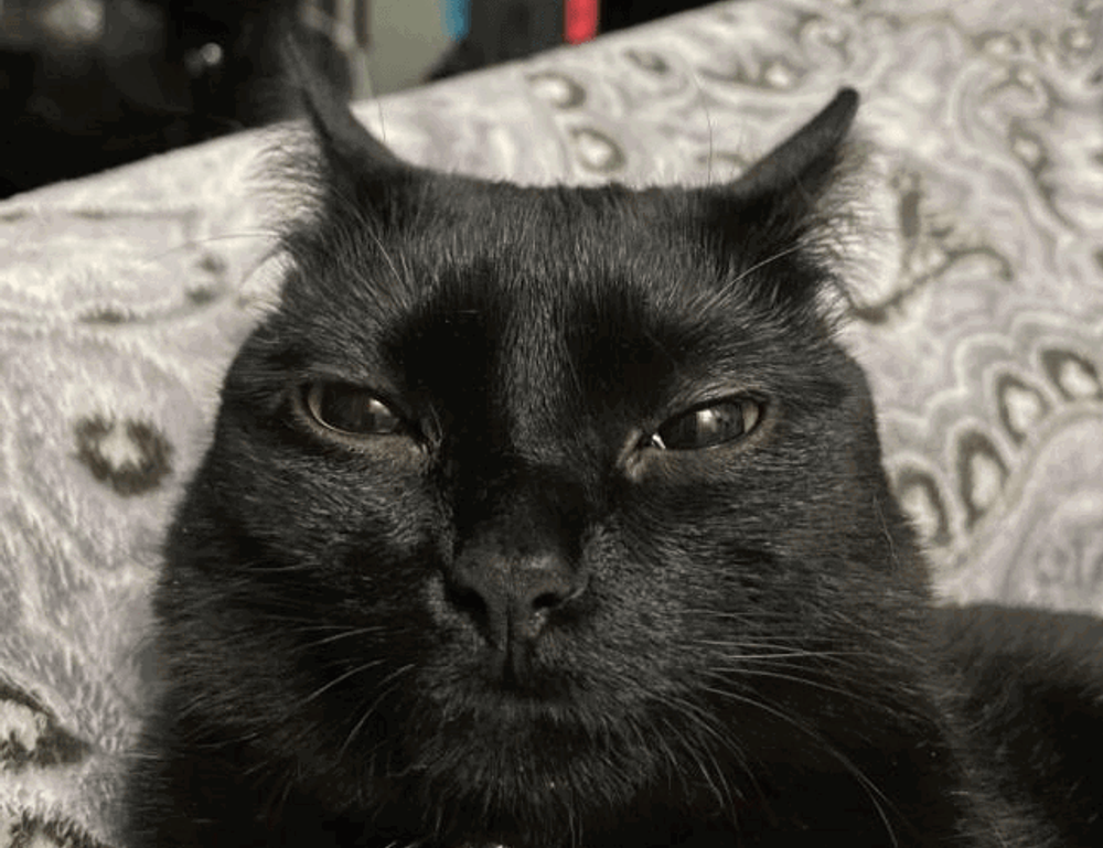 gaming gear scookiegear gaming gear scookiegear