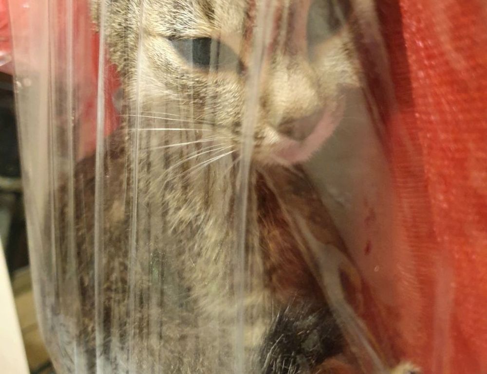 gaming infoguide gamrawresports