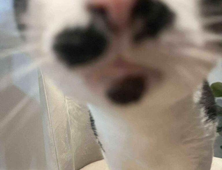 how important are online reviews bfncreviews