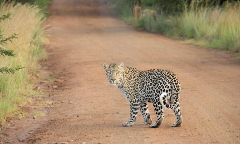 how many branches does tuzialadu hotel have