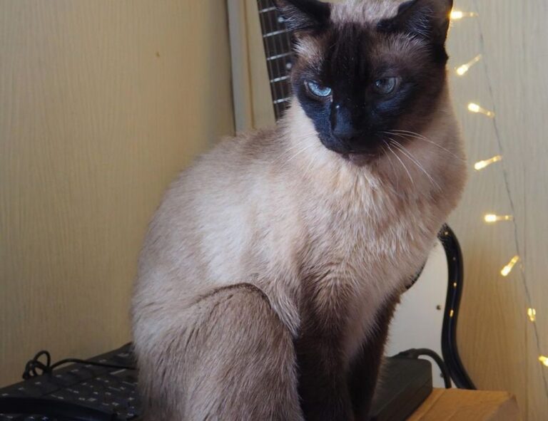 how set up jogamesole