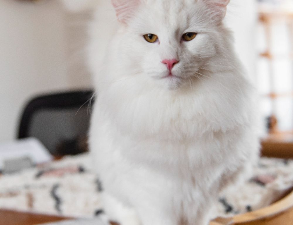 how to download updates scookiepad