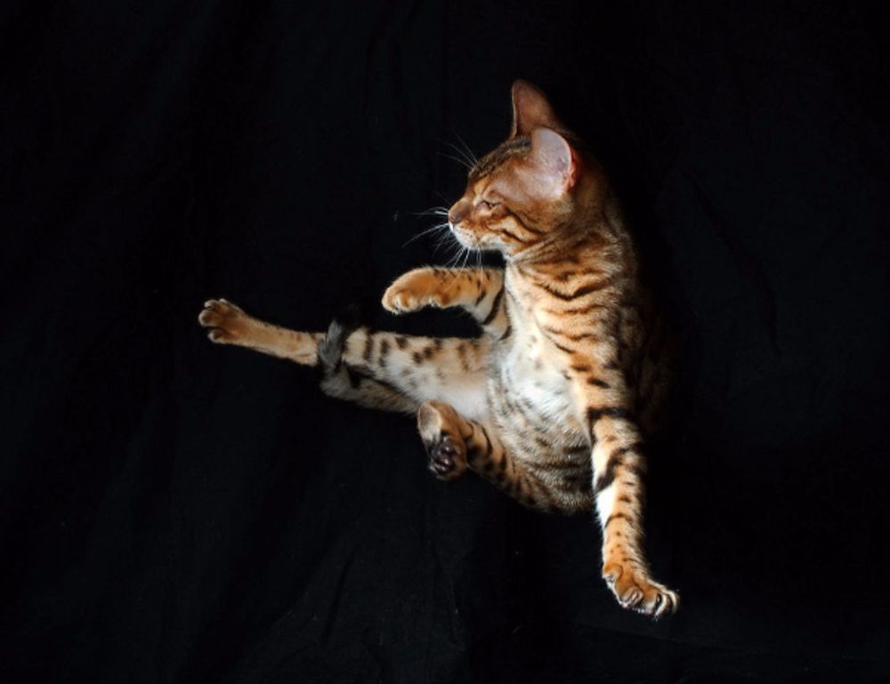 how to stream with tgarchiveconsole