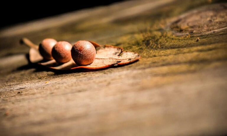 latest gaming trends gmrrmulator