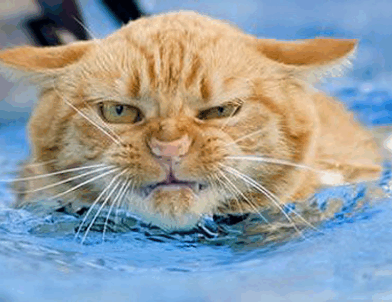 latest updates scookiegear