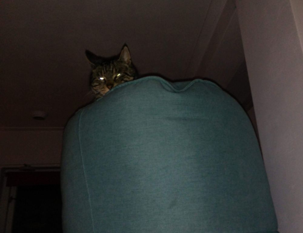 latest updates scookiepad