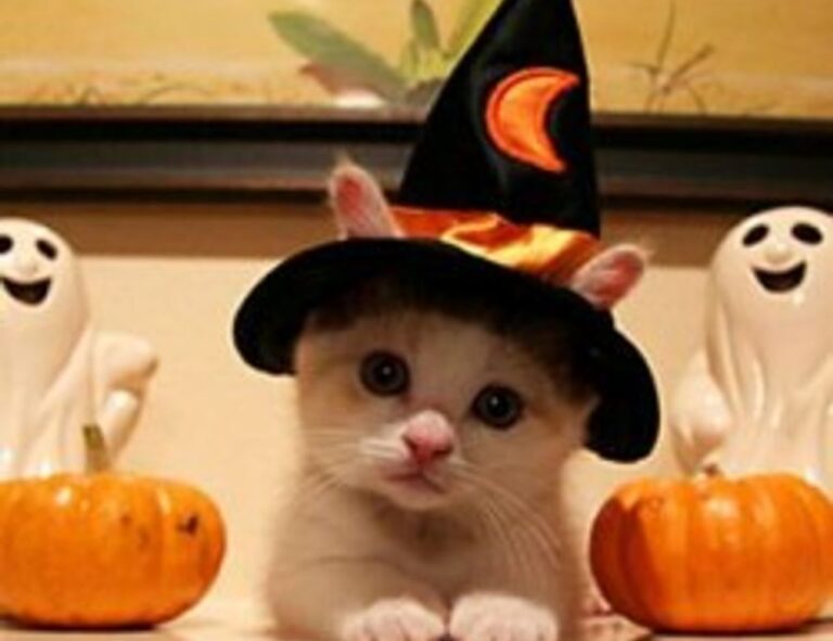 mobile updates undergarcade