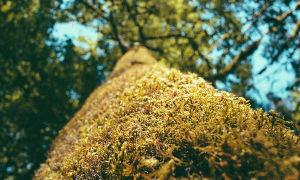 multiplayer tips togamesticky