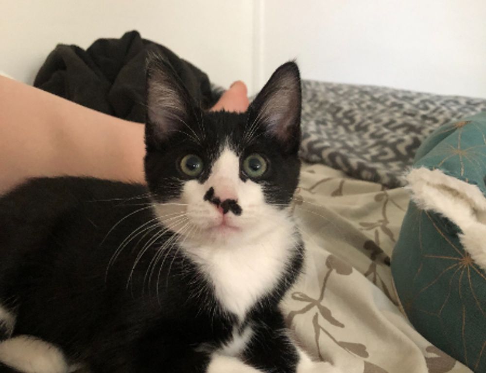 new updates scookiepad new updates scookiepad