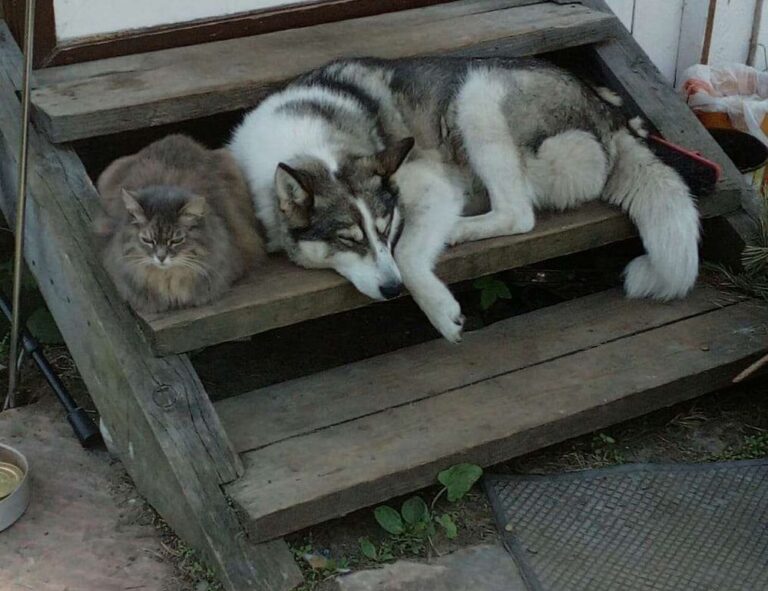 player tutorial tportesports