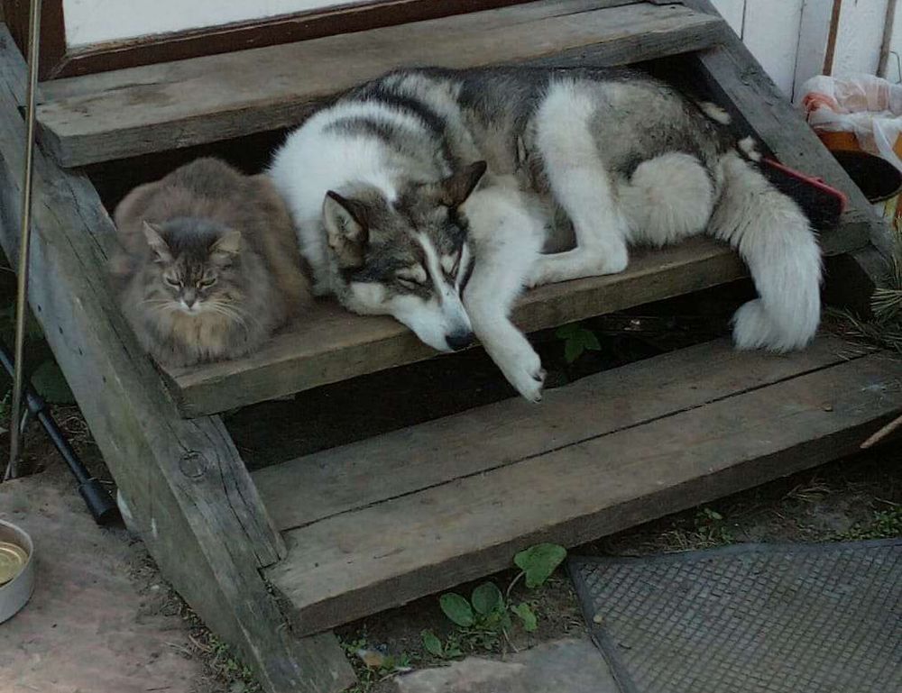 player tutorial tportesports