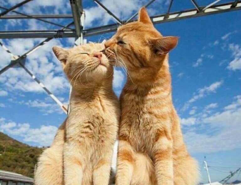 registration guide tportvent