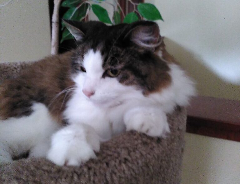 release date etsjavaapp