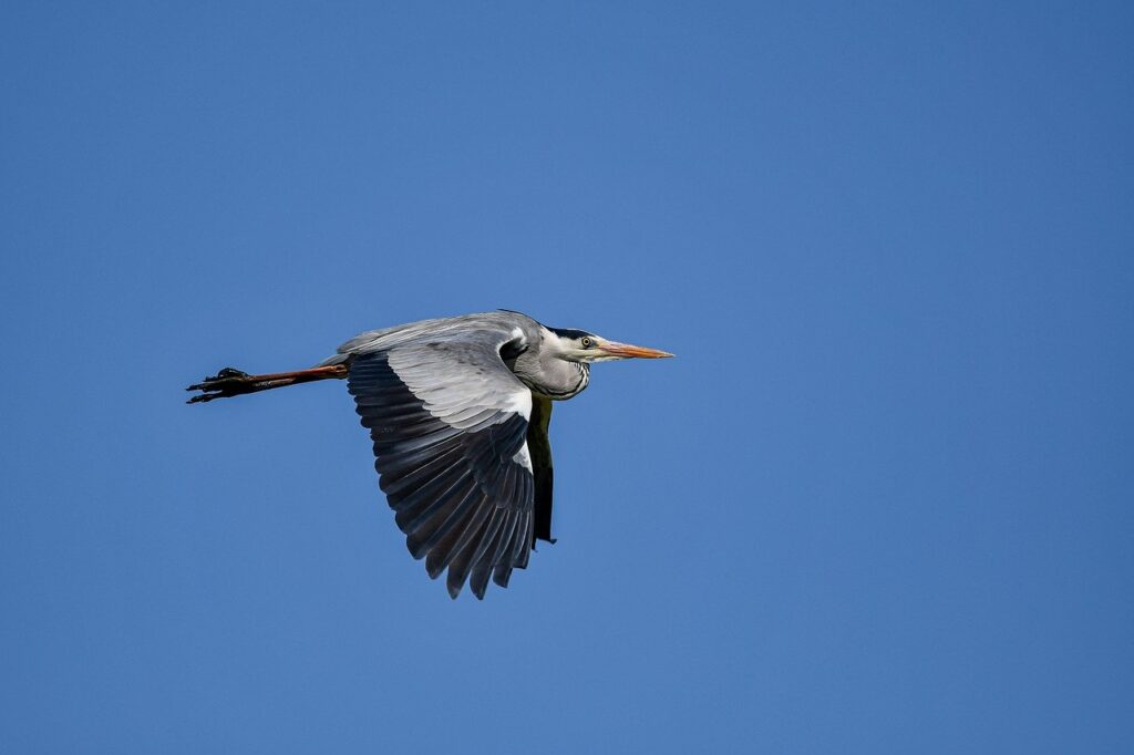 scookiepad scookiepad