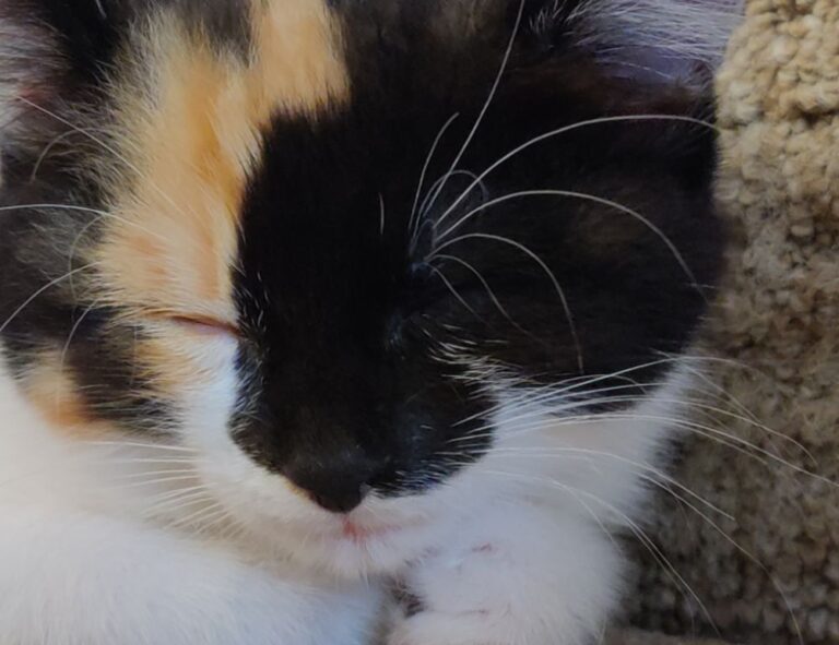 scookiepad set up instructions from simcookie