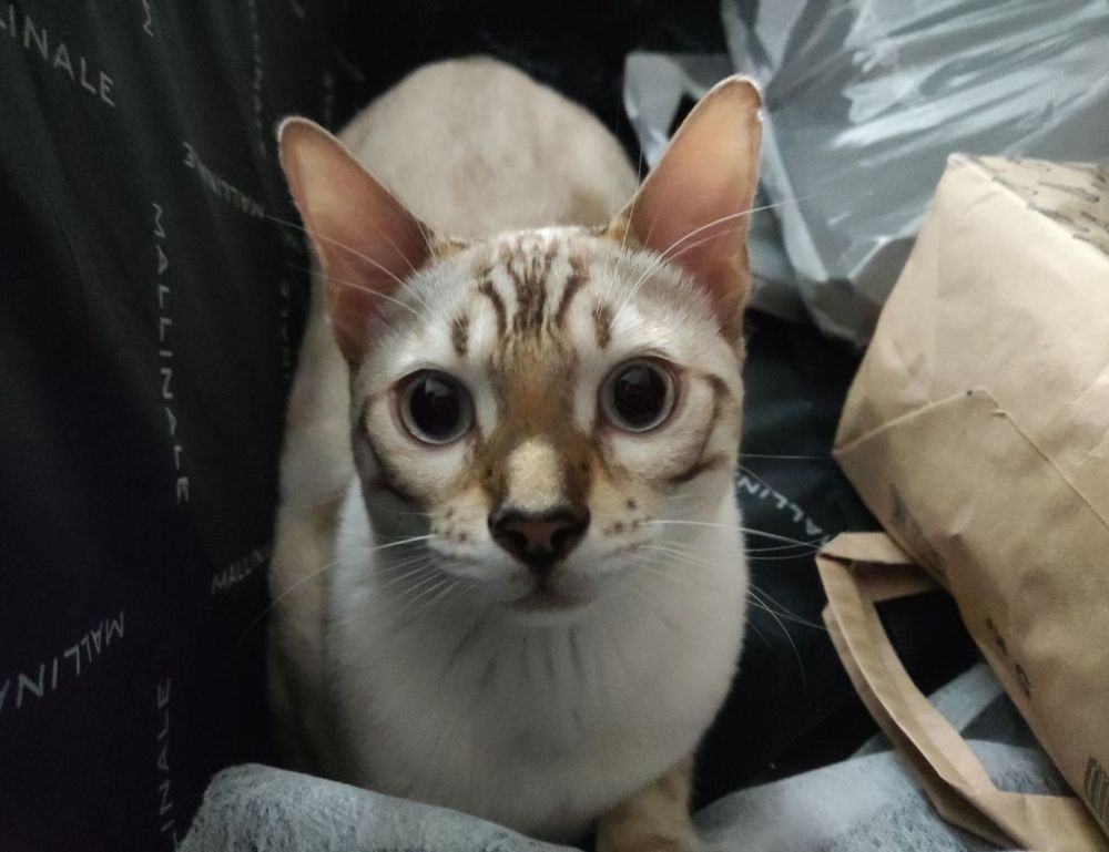 set up jogamesole set up jogamesole