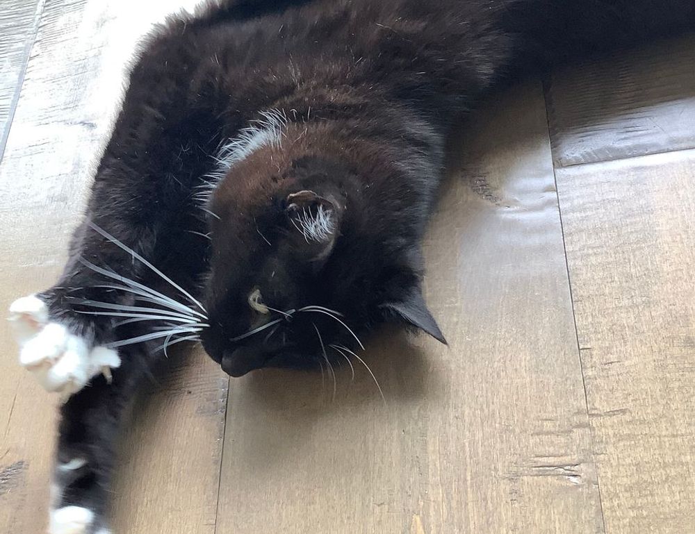 should i nuy togamesticky