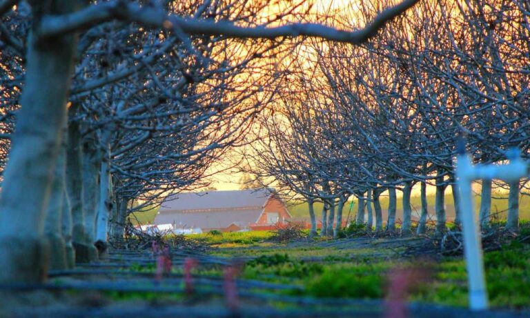 simcookie how to set up scookiepad