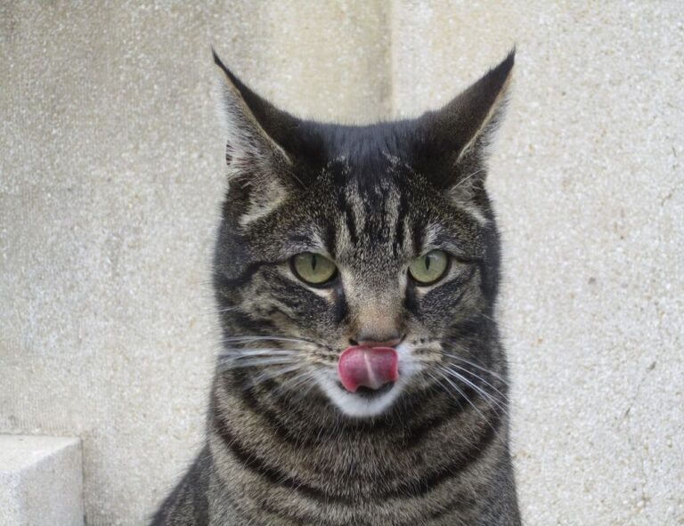 special settings for tgagamestick controller