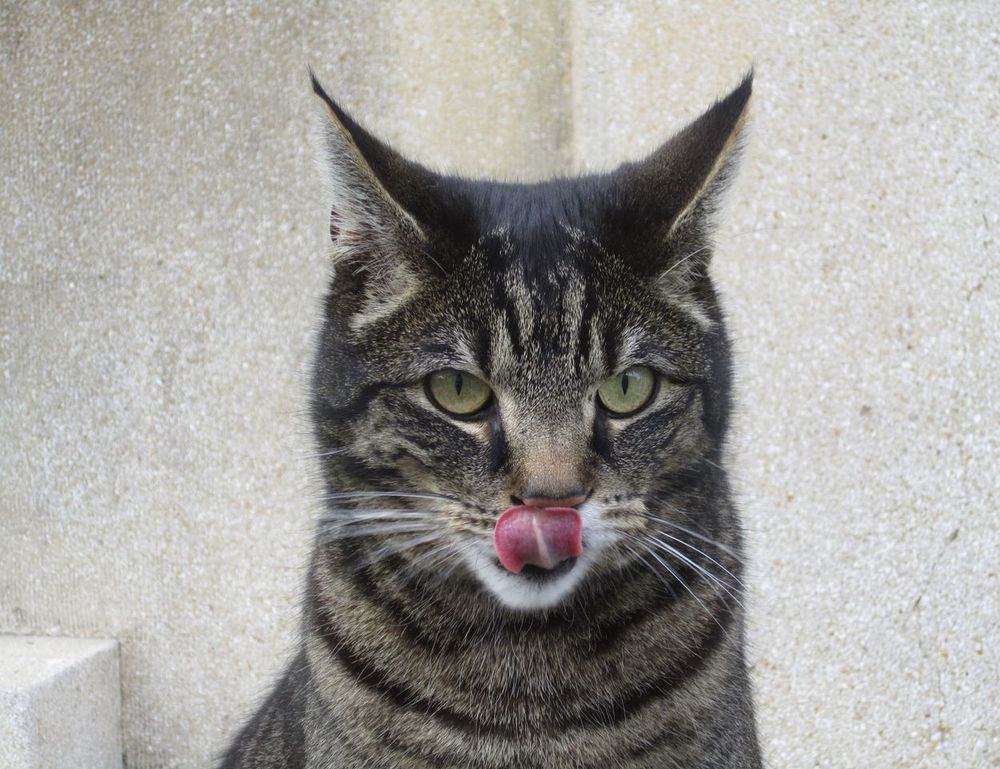 special settings for tgagamestick controller special settings for tgagamestick controller