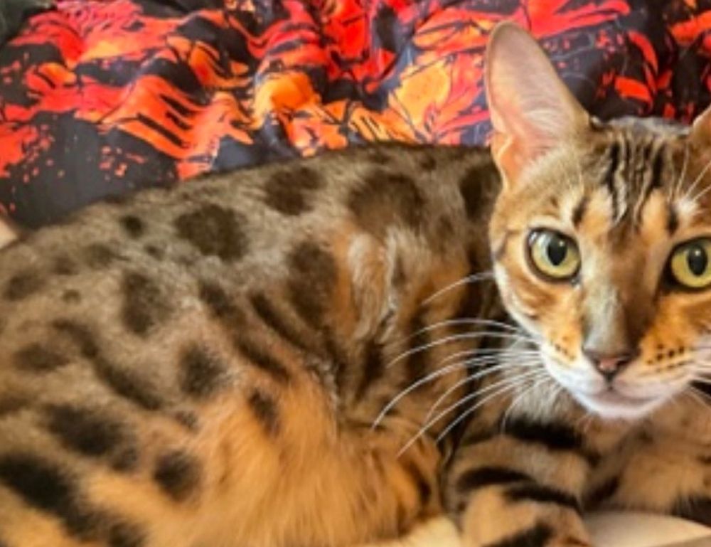 special settings scookiepad