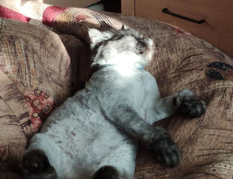 tech news tportulator