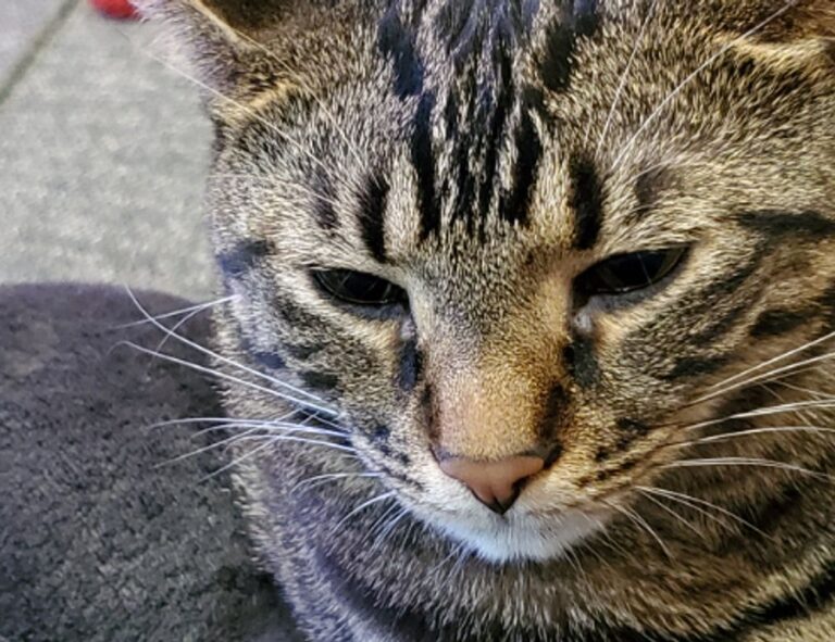 tgagamestick controller how to use