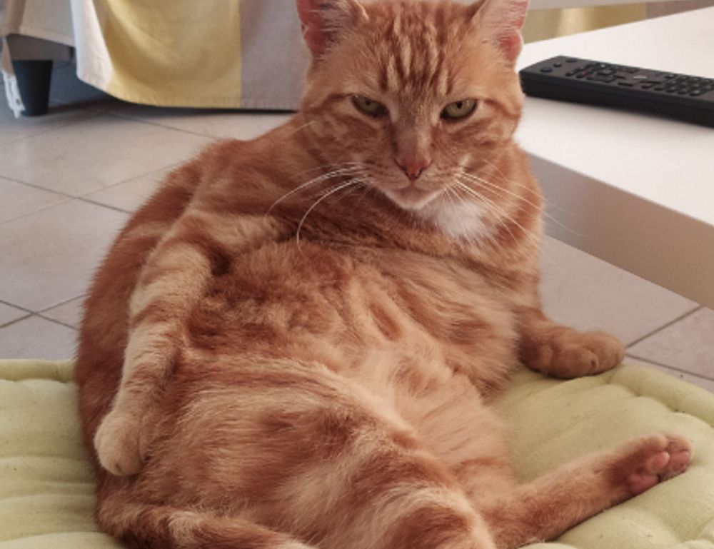 tgarchiveconsole pre-orders