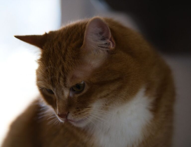 tgarchiveconsole set up