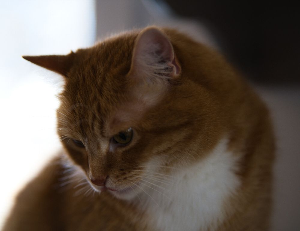 tgarchiveconsole set up