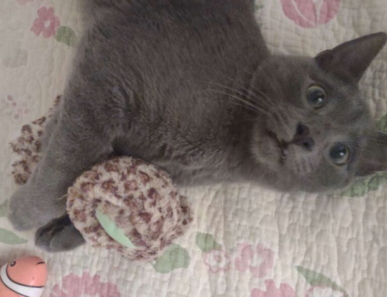 tgarchiveconsole tips from thegamearchives