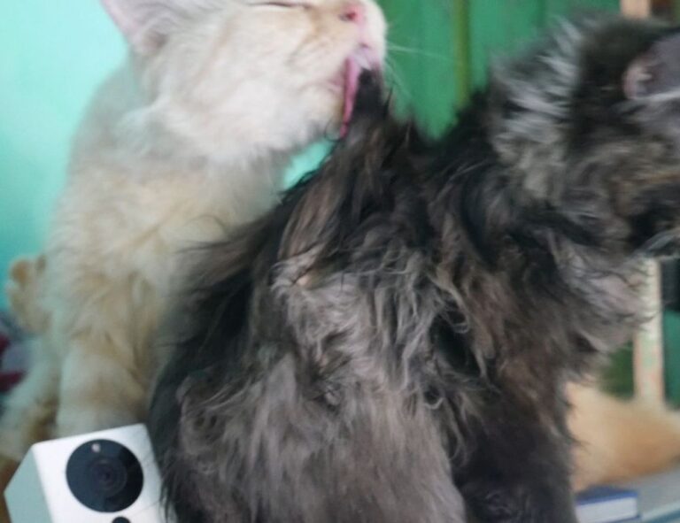 thehakegeeks multiplayer tutorials from thehake