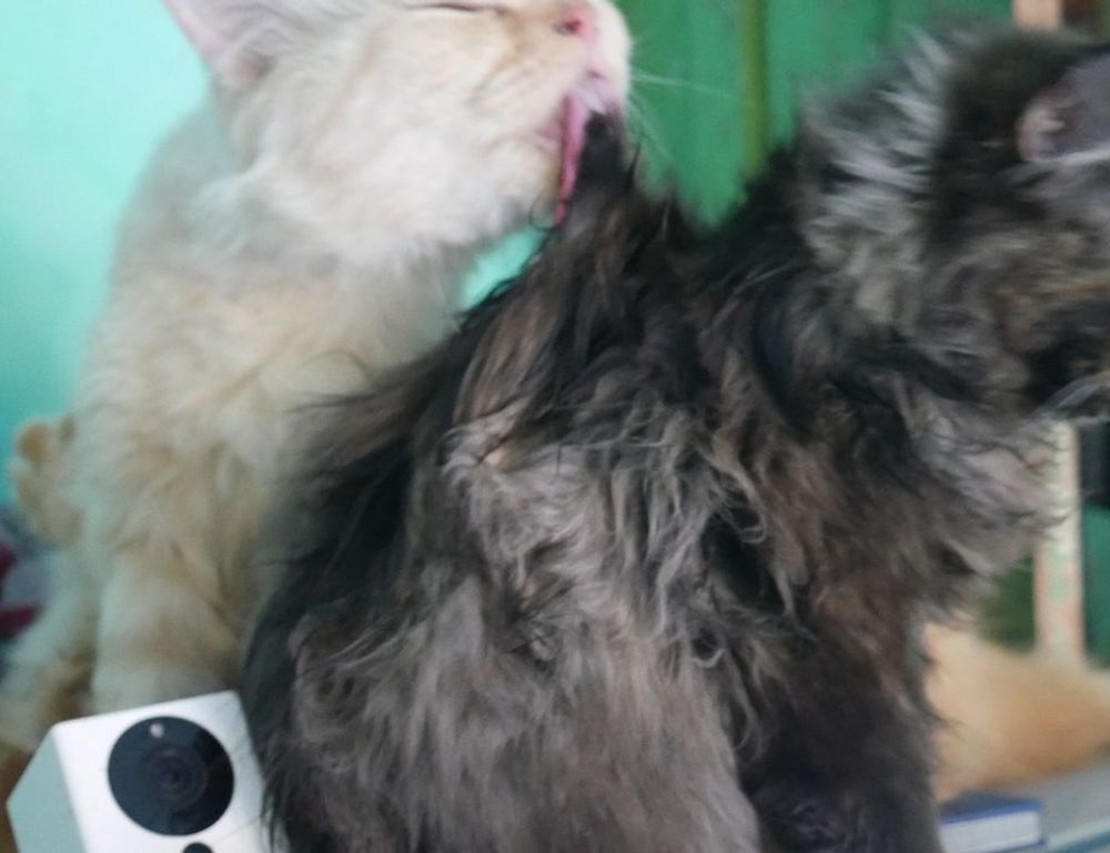 thehakegeeks multiplayer tutorials from thehake