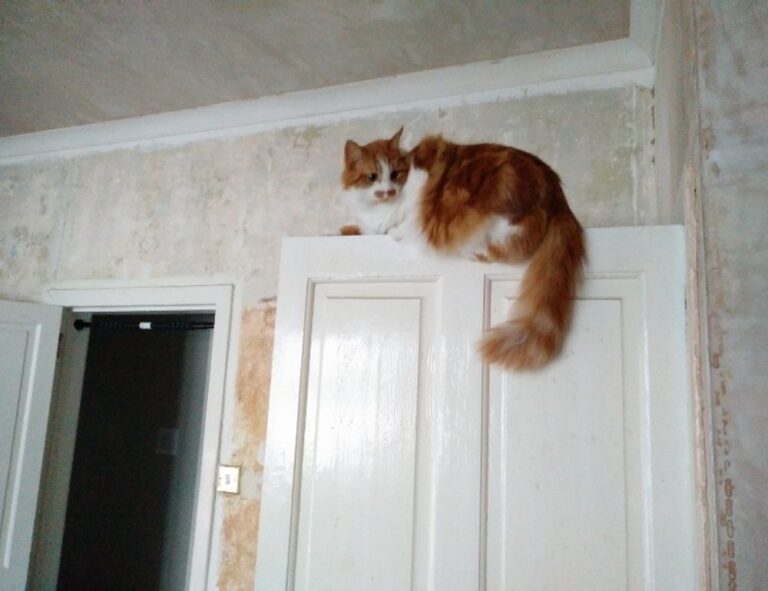 tips playing online slots bfncplayer