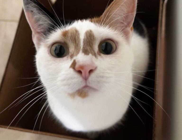 togamesticky gamestick by thinkofgamers