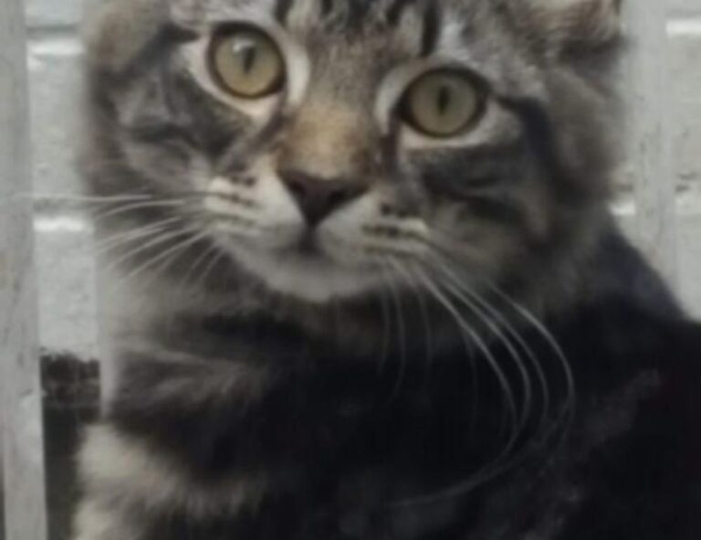 top upgrades jogamesole