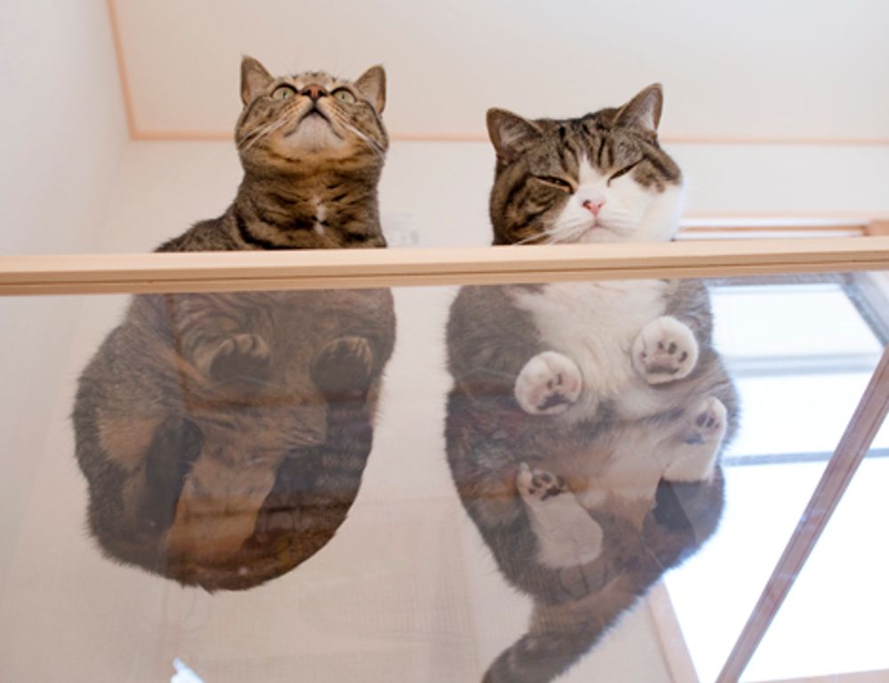 tportesports tportesports