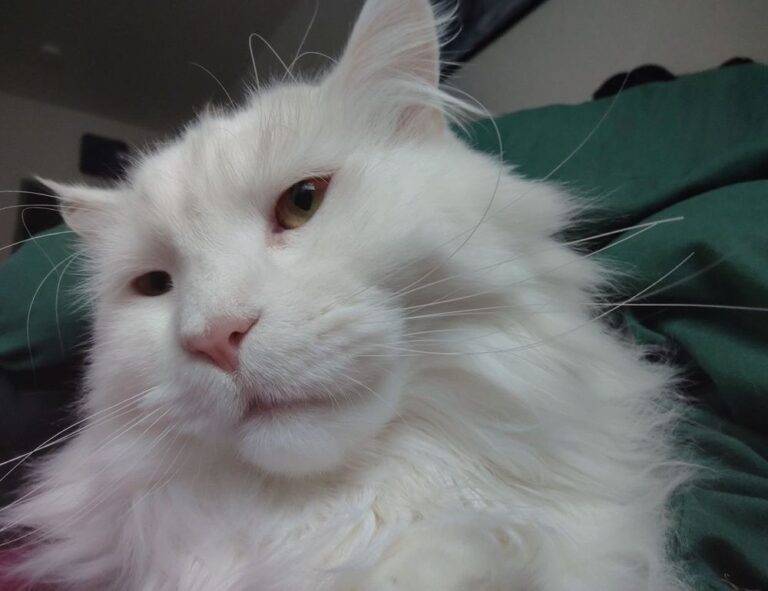 tportulator console guide by theportablegamer